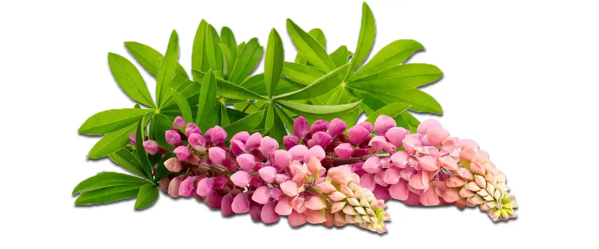 Lupinus Albus.jpg Lupinus Albus.jpg